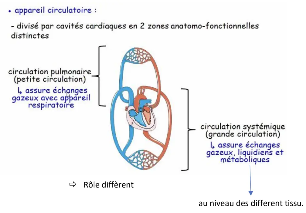 Cours de physiologie animale dispensé à l'université de Bordeaux en Licence 3 sciences de la vie.