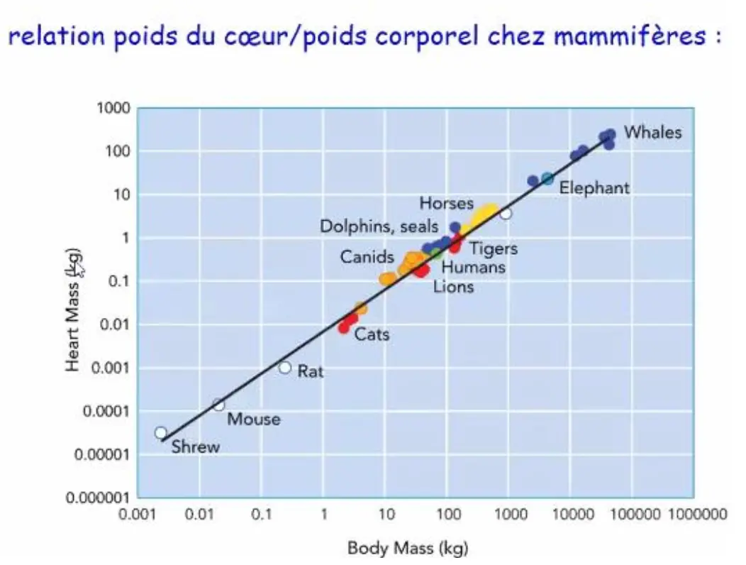 Cours de physiologie animale dispensé à l'université de Bordeaux en Licence 3 sciences de la vie.