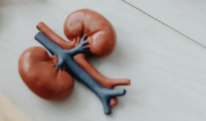 Physiologie animale : le rein