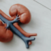 Physiologie animale : le rein