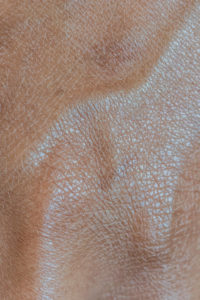 Physiologie animale : le système vasculaire