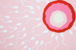 physiologie animale : la reproduction