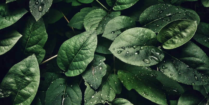 pexels-sohi-807598.jpg