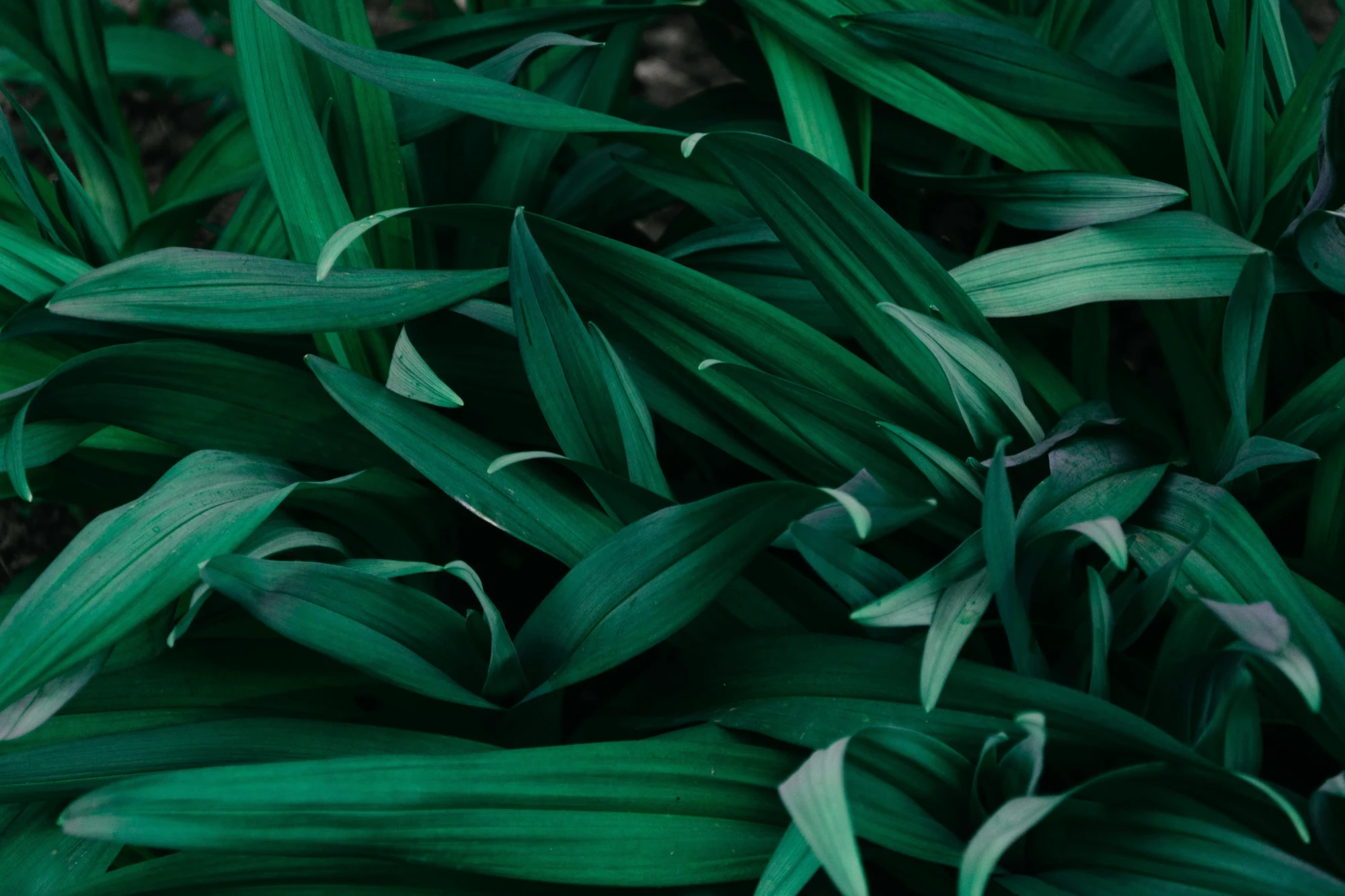 pexels-iriser-1090977.jpg